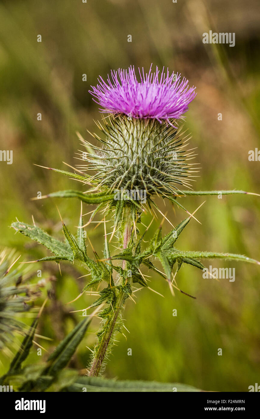 Scottish Thistle Stock Photo Alamy