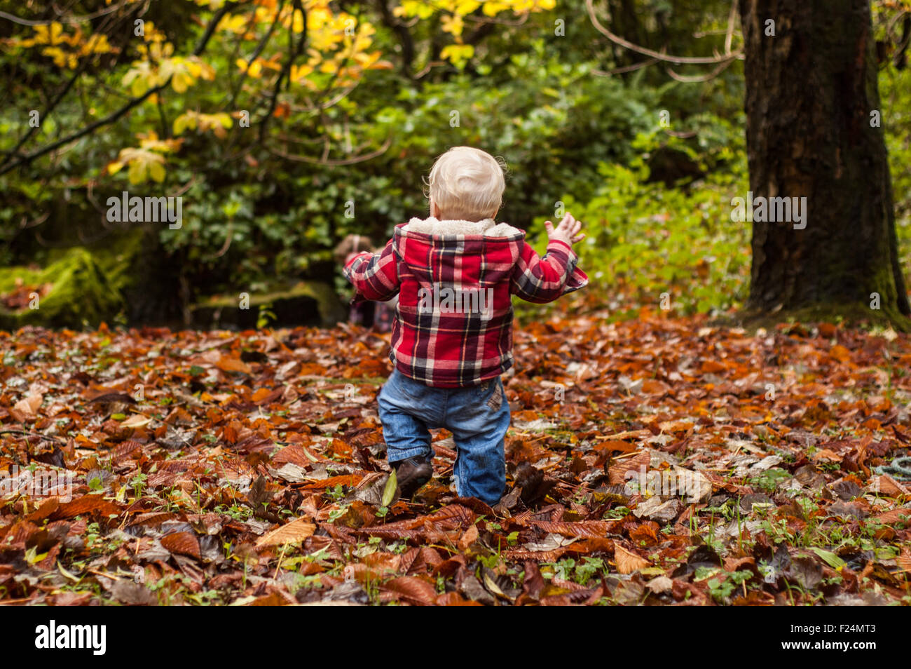 A toddler boy off on an adventure in the autumn leaves Stock Photo