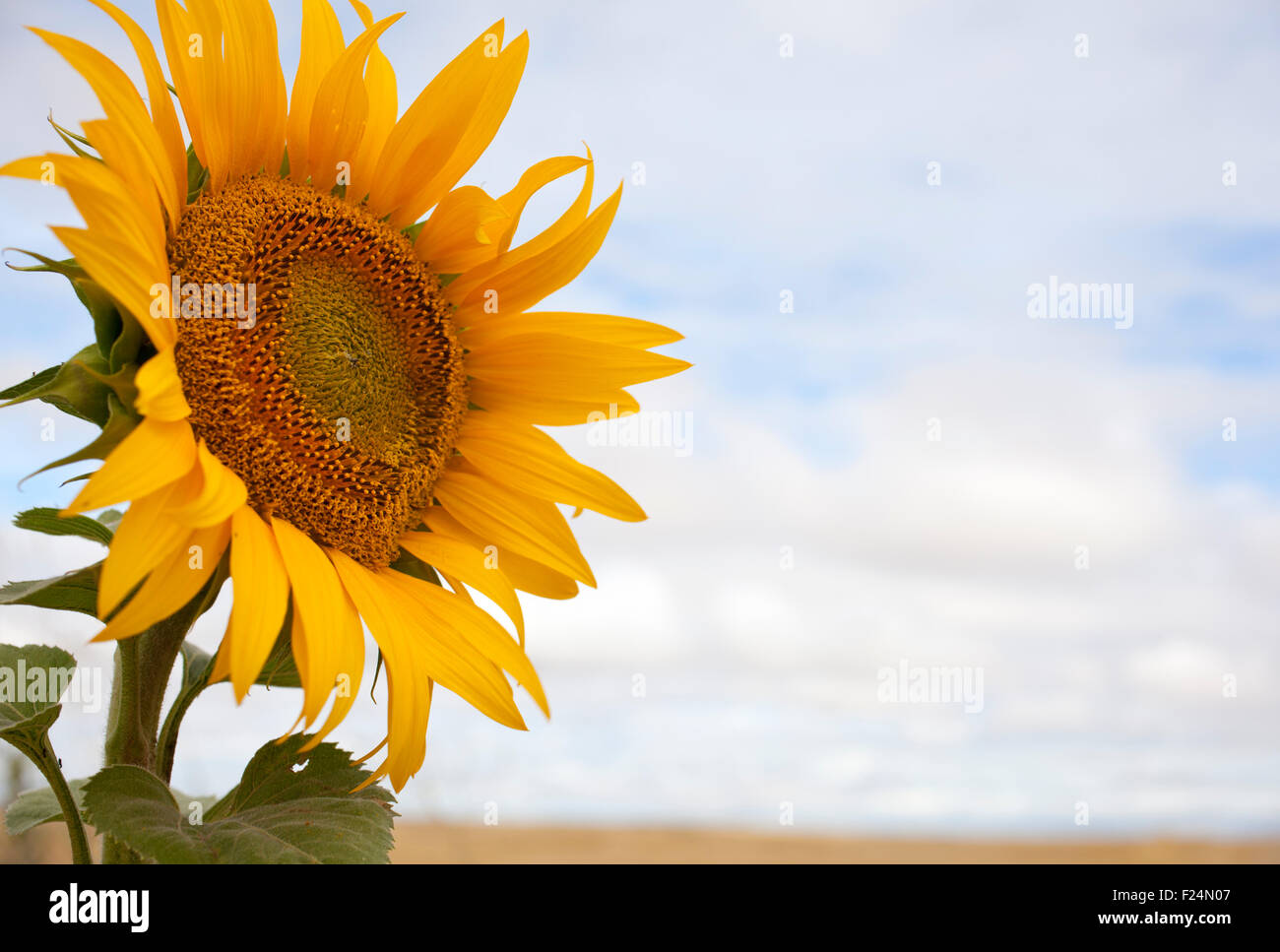 A lot of Sunflowers in spanish countryside Stock Photo Alamy