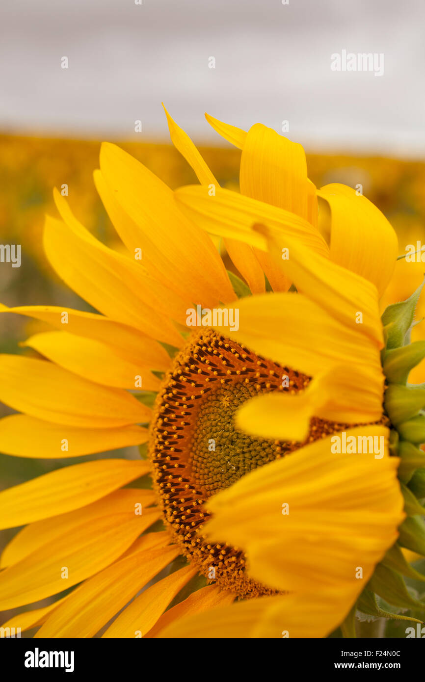 A lot of Sunflowers in spanish countryside Stock Photo Alamy