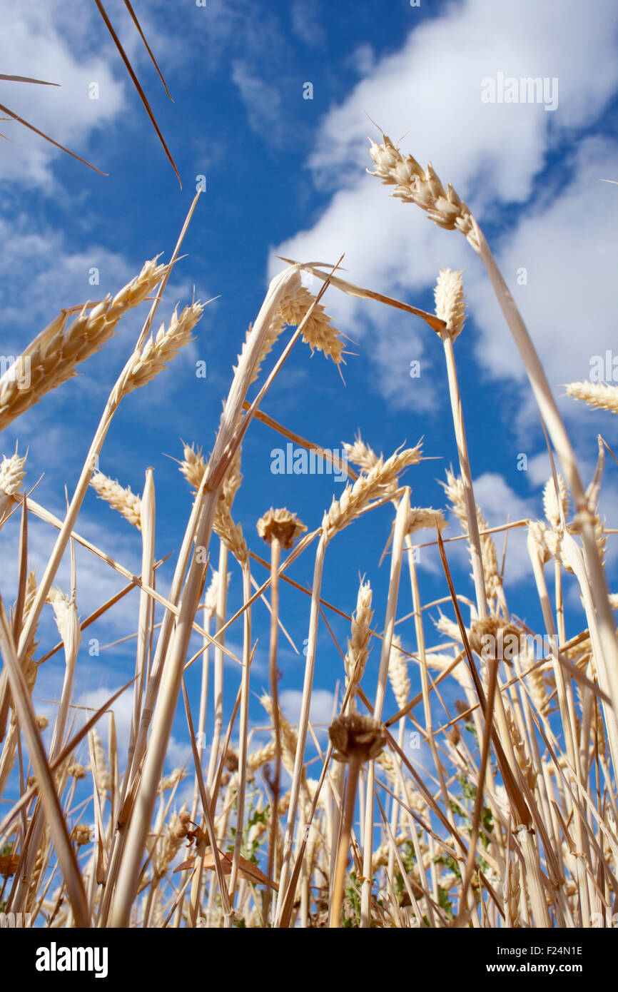Ears of corn in a field Spain Stock Photo Alamy