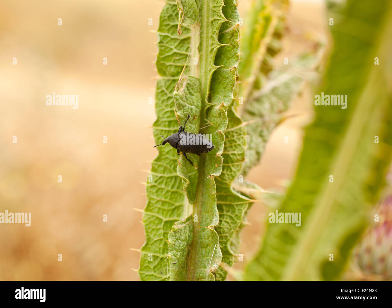 Red Insect Spain Spanish insect hi-res stock photography and images - Alamy