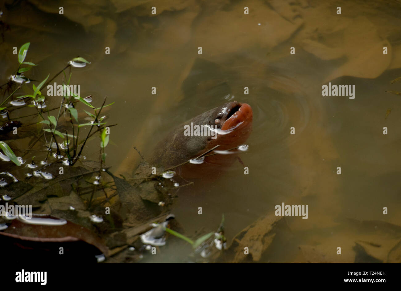 Electric eel (Electrophorus electricus varii), breathing air (they have a primitive 'lung'). Yavari area, Amazon Rainforest, Peru WILD Stock Photo