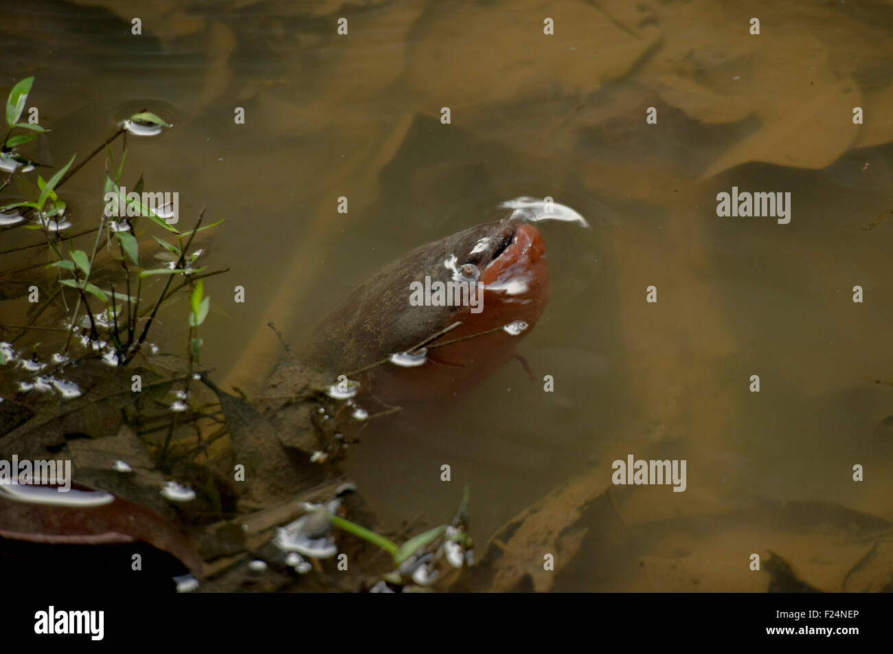 Electric eel (Electrophorus electricus varii), Yavari area, Amazon Rainforest, Peru WILD Stock Photo