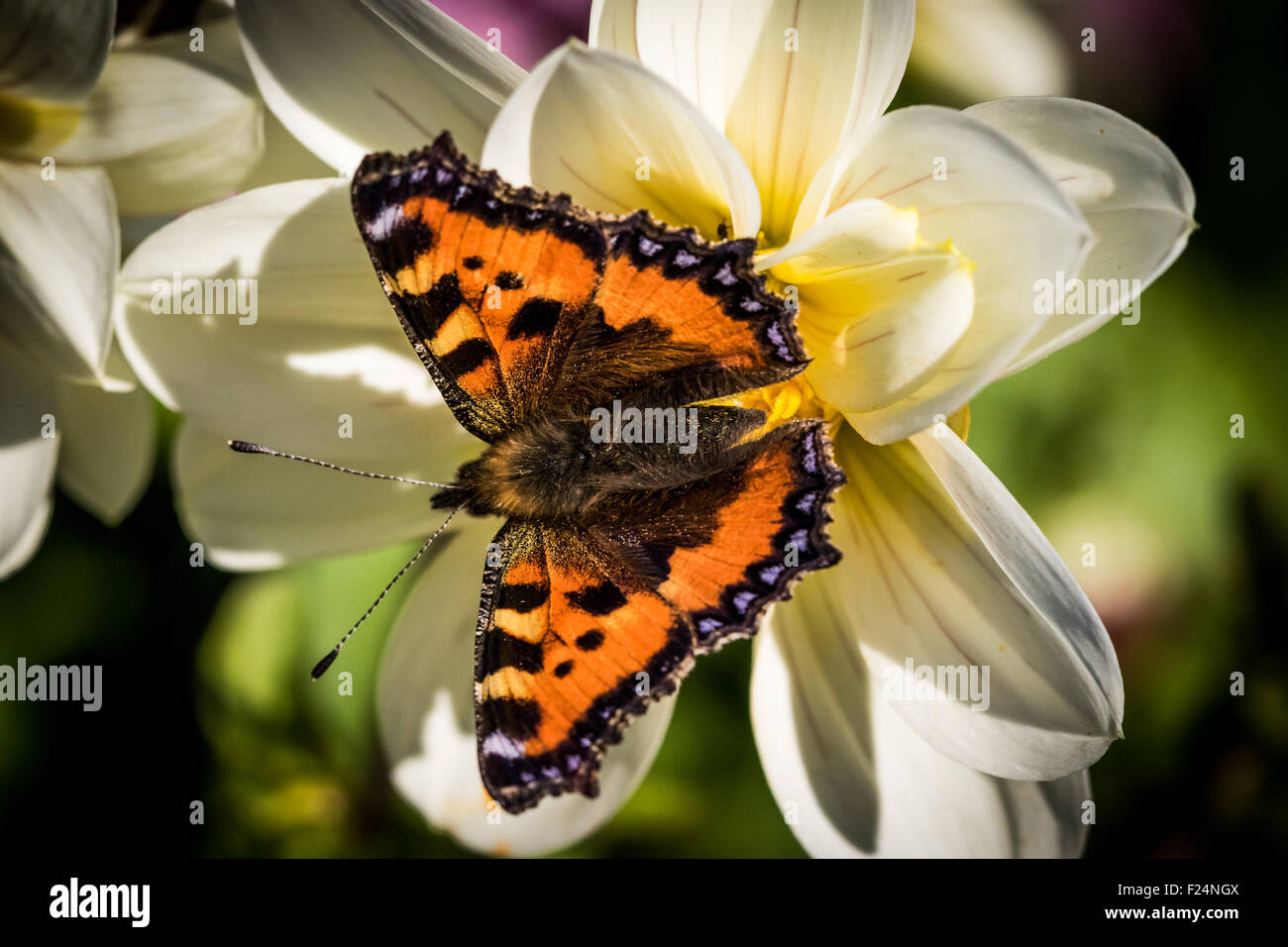 Butterfly in the gardens of Avebury Stock Photo