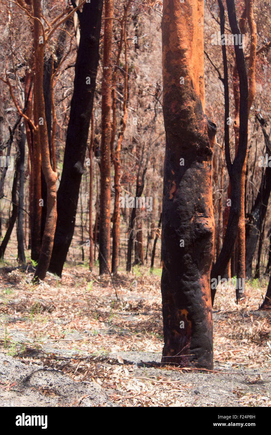 Eucalyptus trees burning hires stock photography and images Alamy