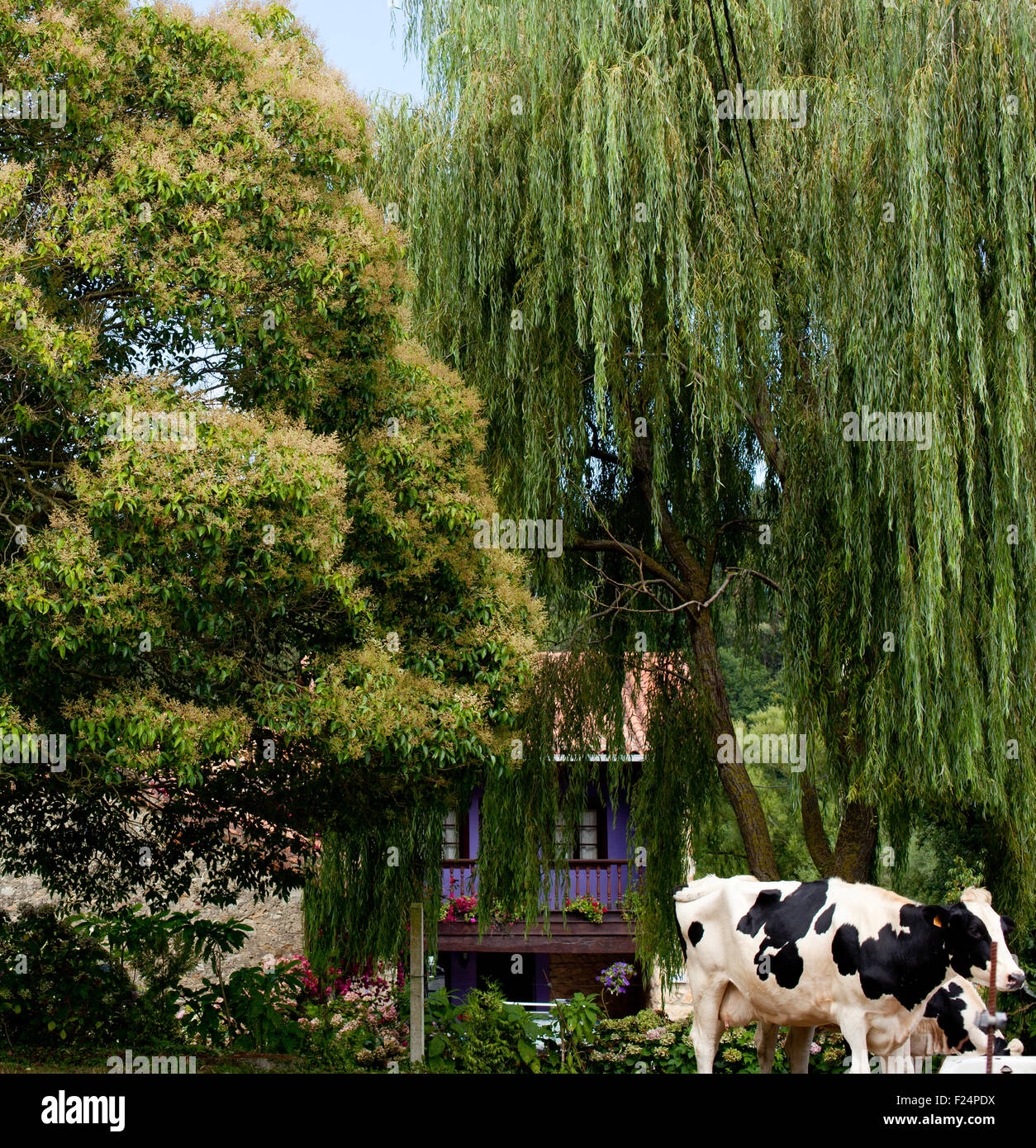 Spotted cow grazing in a meadow Stock Photo - Alamy