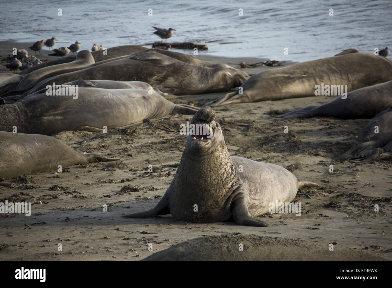 Piedras Blancas Lighthouse Seals High Resolution Stock Photography And piedras-blancas-lighthouse-seals-high-resolution-stock-photography-and