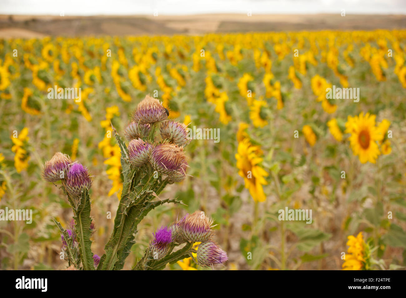 A lot of Sunflowers in spanish countryside Stock Photo Alamy