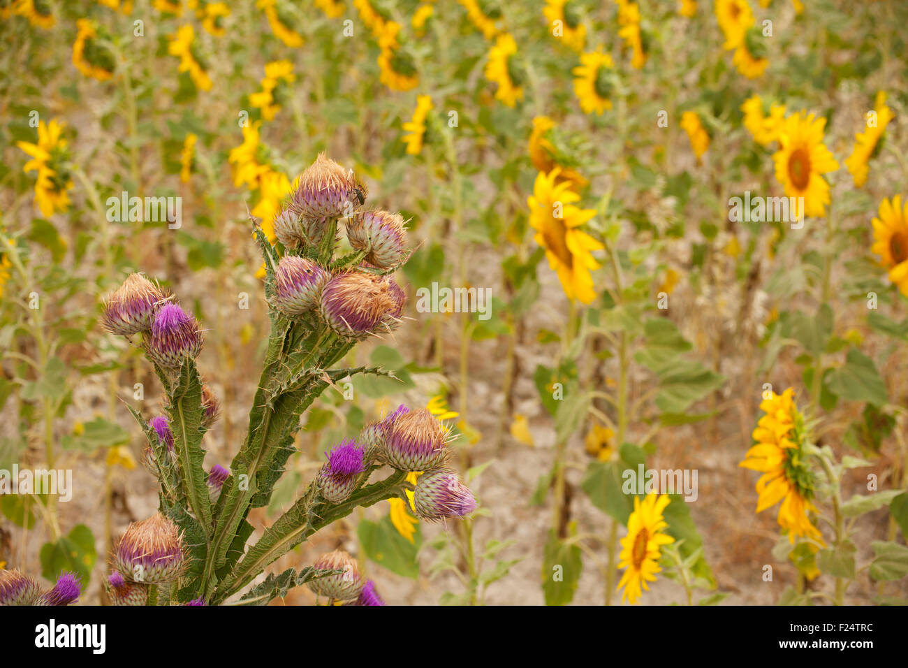A lot of Sunflowers in spanish countryside Stock Photo Alamy