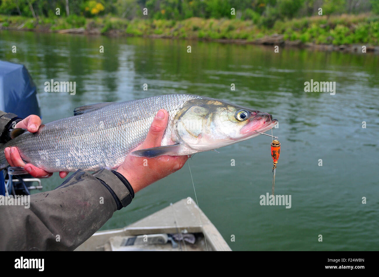 Alaska's Aniak River and its braids offer great fishing for sheefish in