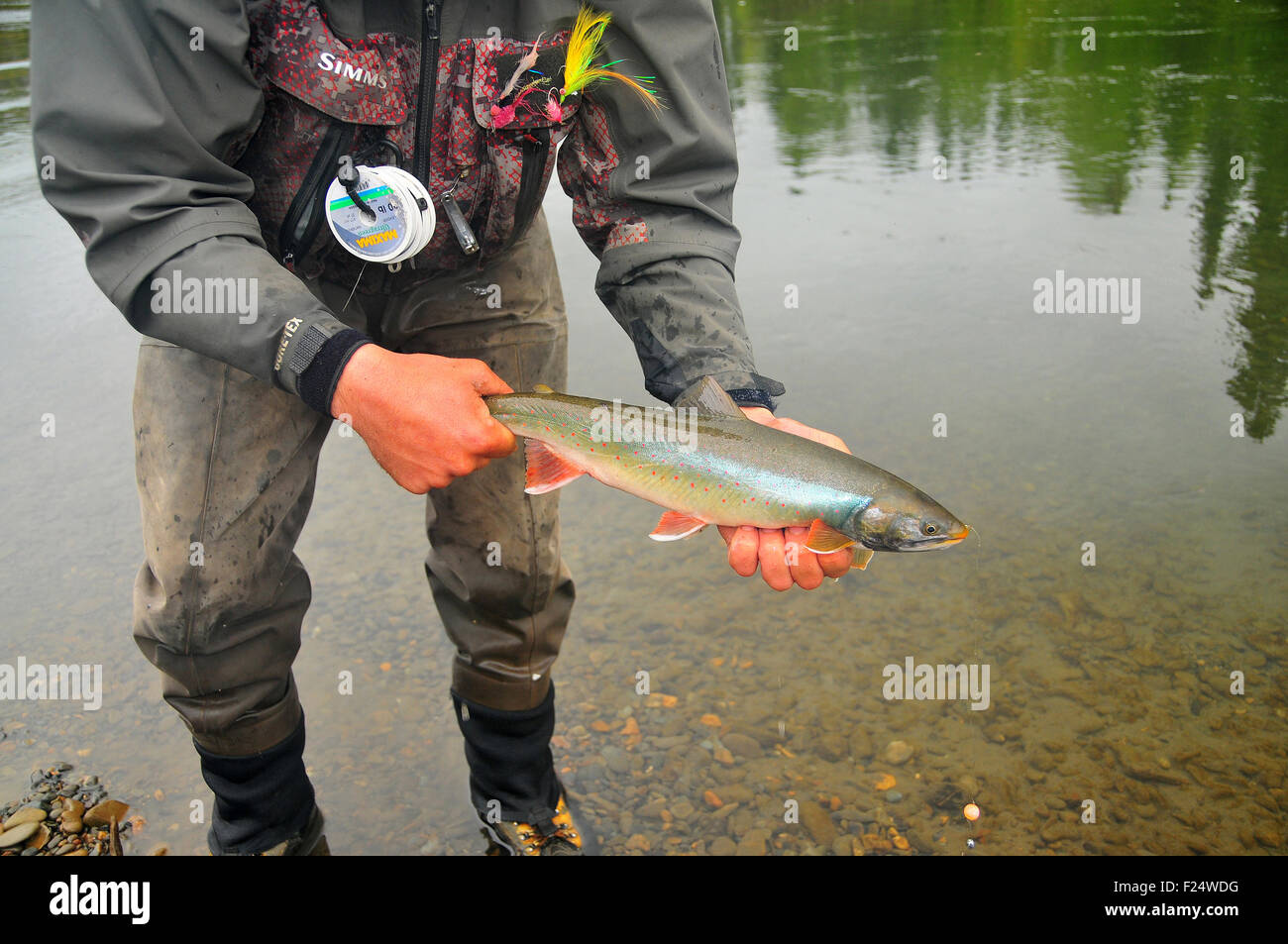 Alaska's Aniak River and its braids offer great fly fishing for dolly