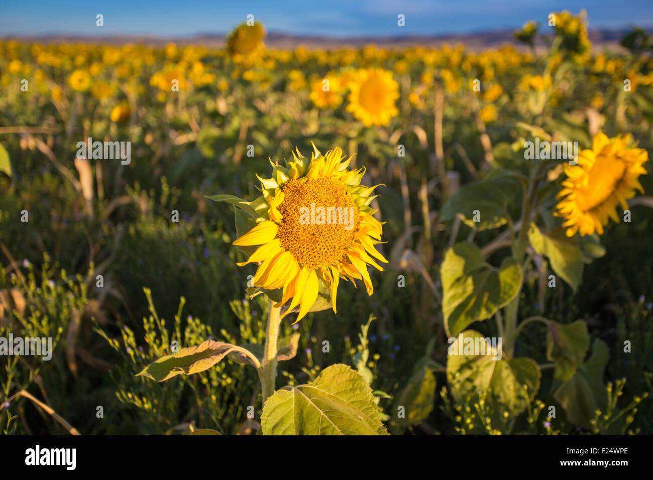 Field of sunflowers in a large field Stock Photo - Alamy