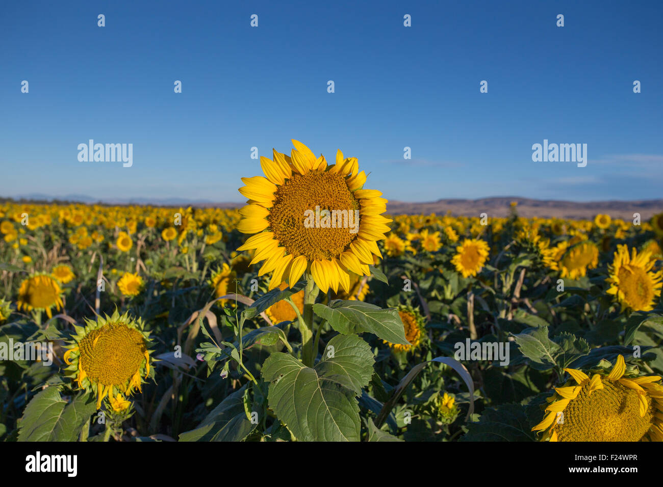 Field of sunflowers in a large field Stock Photo - Alamy