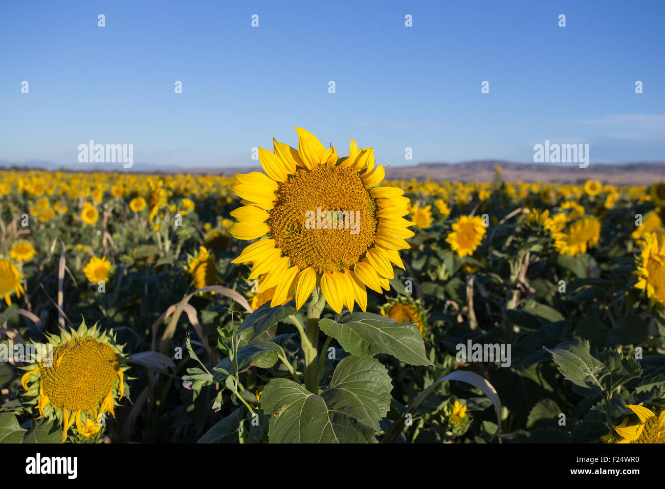 Field of sunflowers in a large field Stock Photo - Alamy