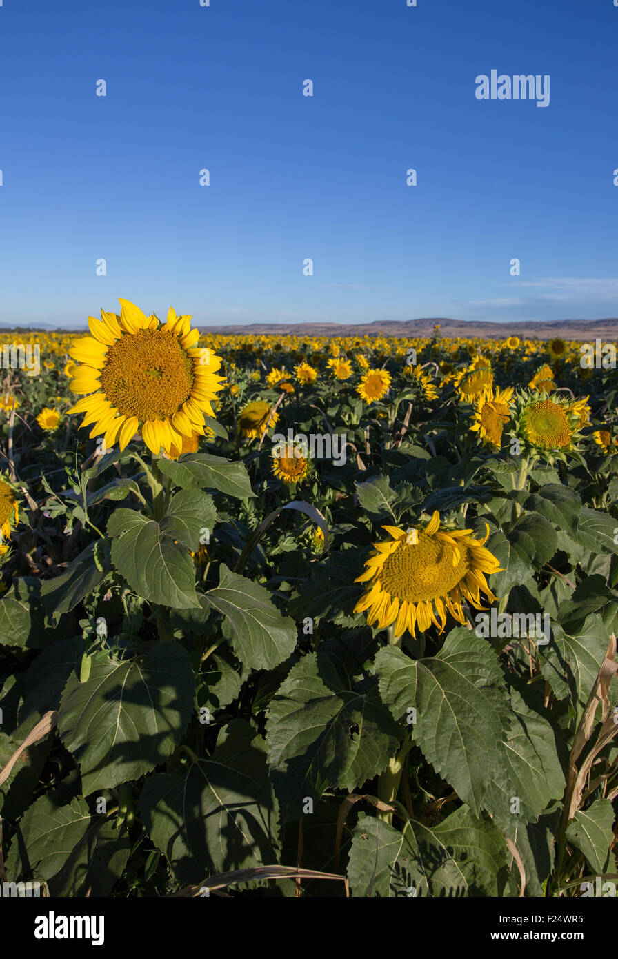 Field of sunflowers in a large field Stock Photo - Alamy