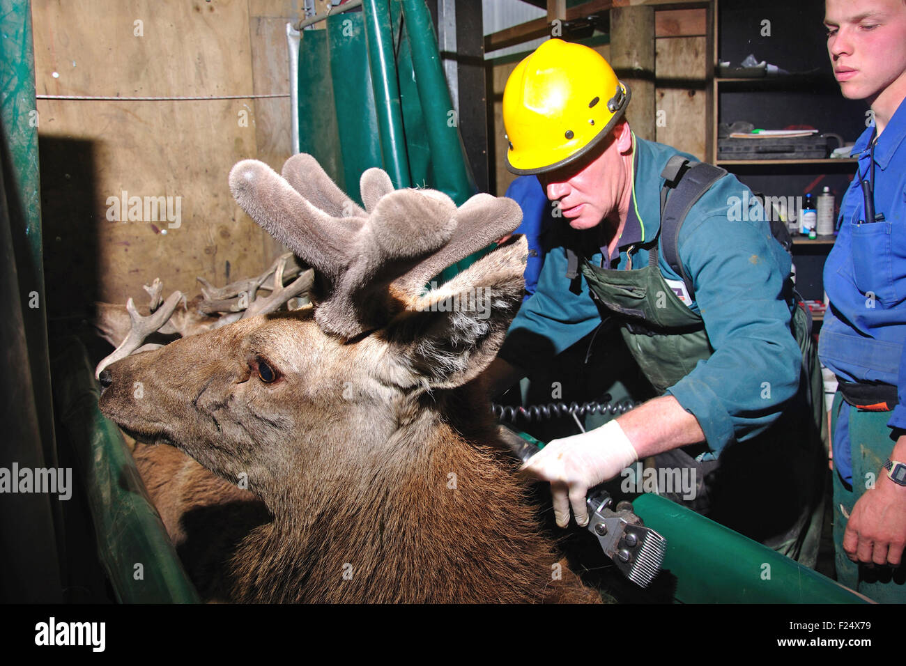technician testing red deer, Cervus elephus, for tuberculosis Stock Photo