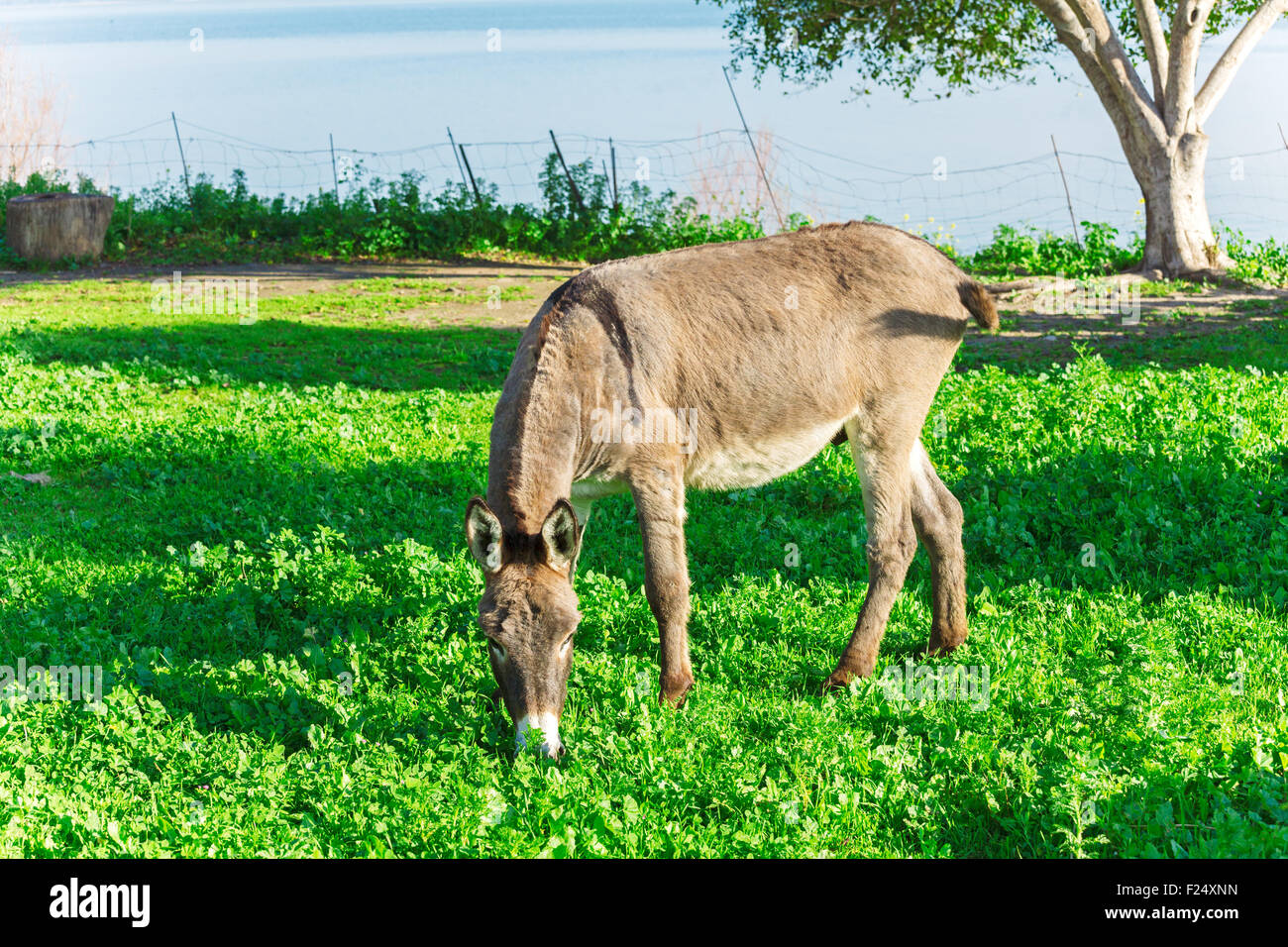 Cute Donkey Eating Green Grass Stock Photo - Alamy