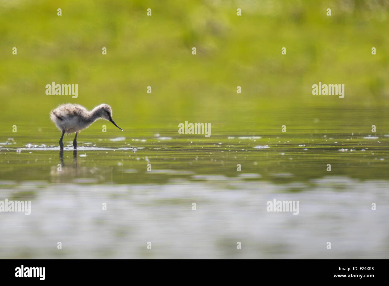 Pied Avocet chick, Recurvirostra avosetta, walking in water in search for food. Stock Photo