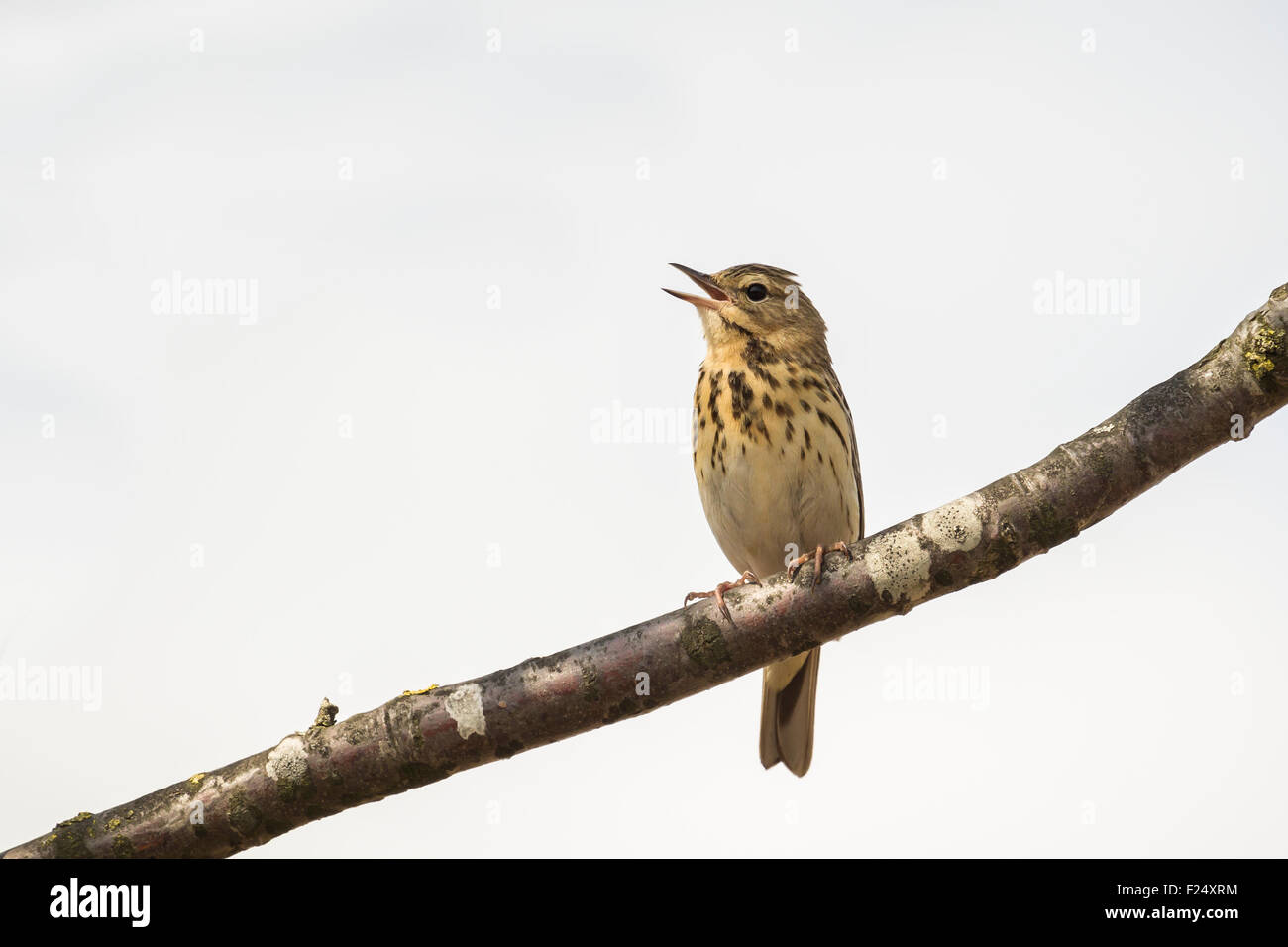 Tree Pipit, anthus trivialis, perched in a tree singing during mating season. Stock Photo