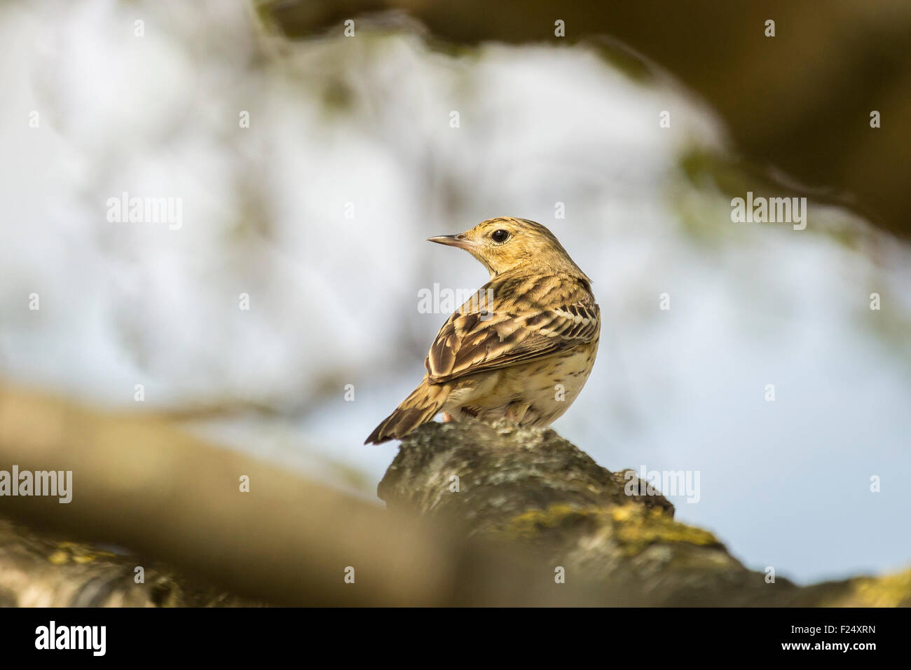 Tree Pipit, anthus trivialis, perched in a tree singing during mating season. Stock Photo