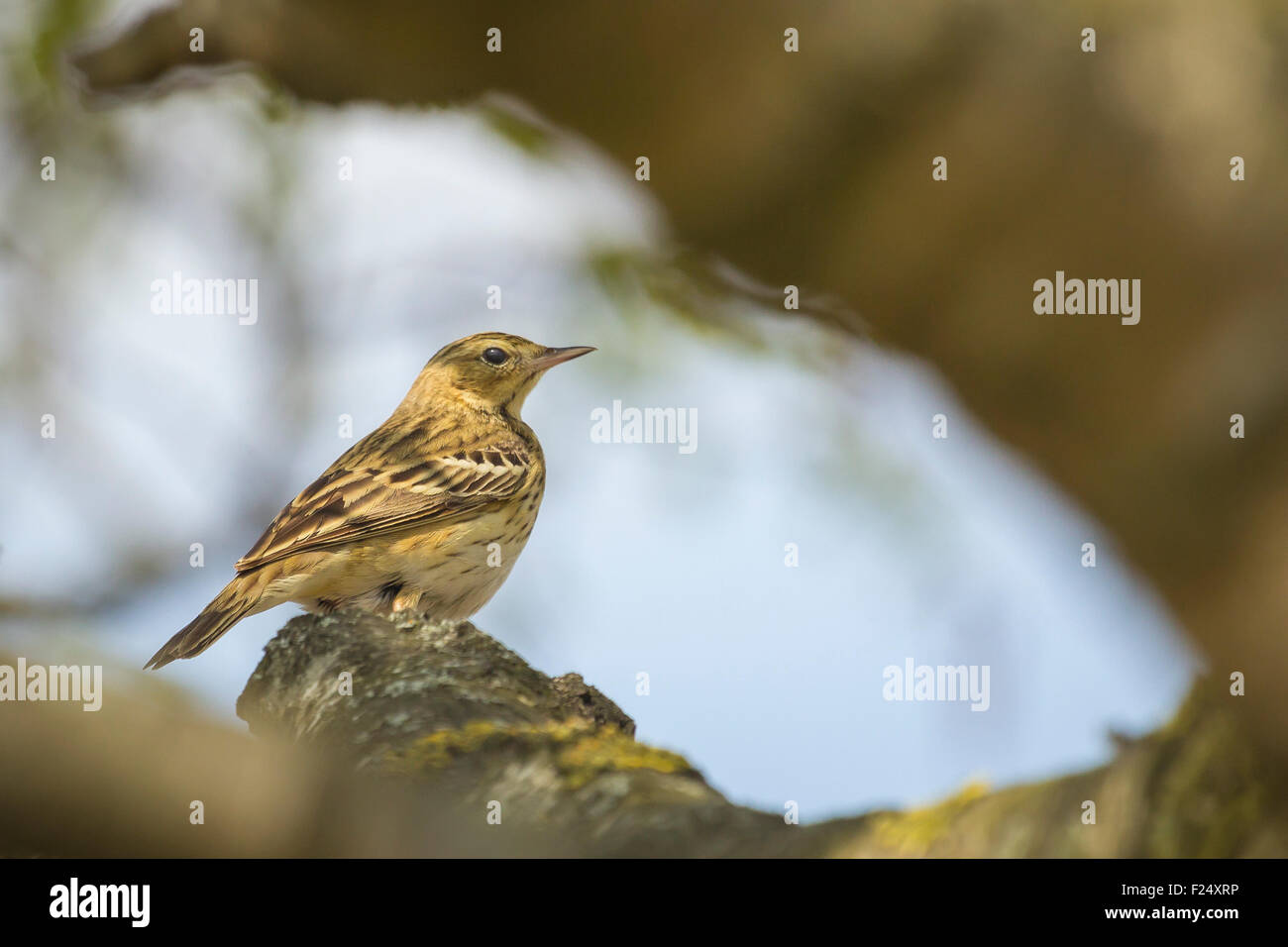 Tree Pipit, anthus trivialis, perched in a tree singing during mating season. Stock Photo