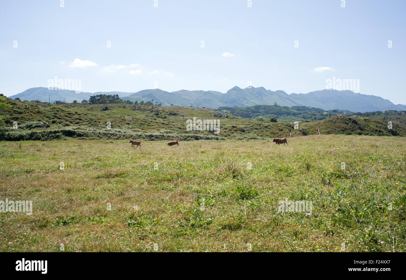 Herd of cows grazing on the grass Stock Photo - Alamy