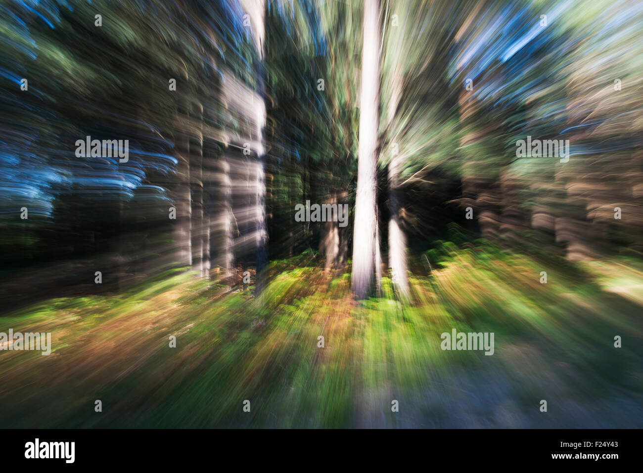 Pine forest abstract - zoom effect Stock Photo