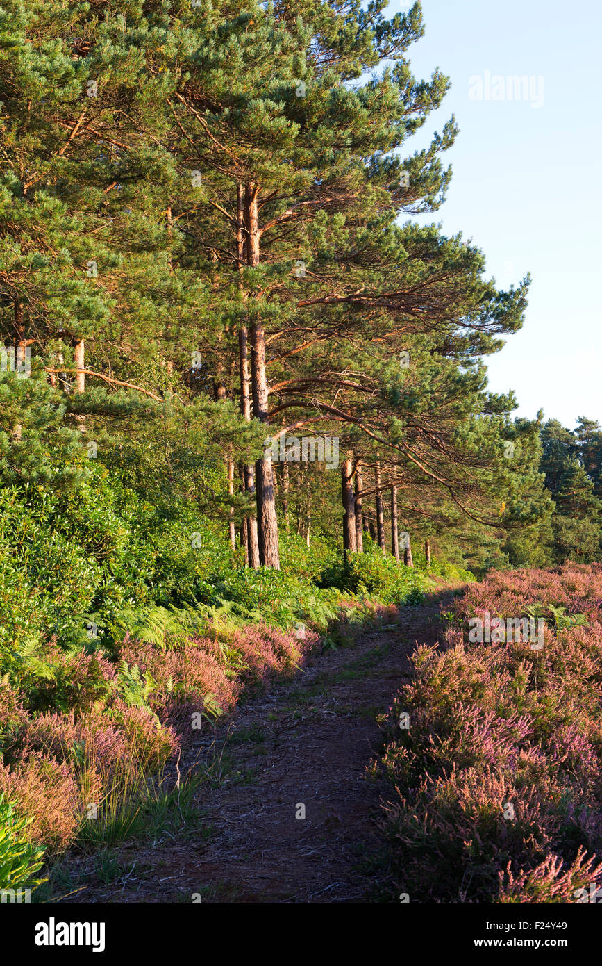 An early autumn evening at Lavington Common, West Sussex, UK Stock Photo