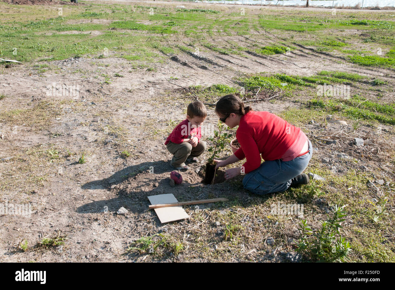 Family plant trees on Arbour Day (Tu Beshvat), Israel Stock Photo Alamy