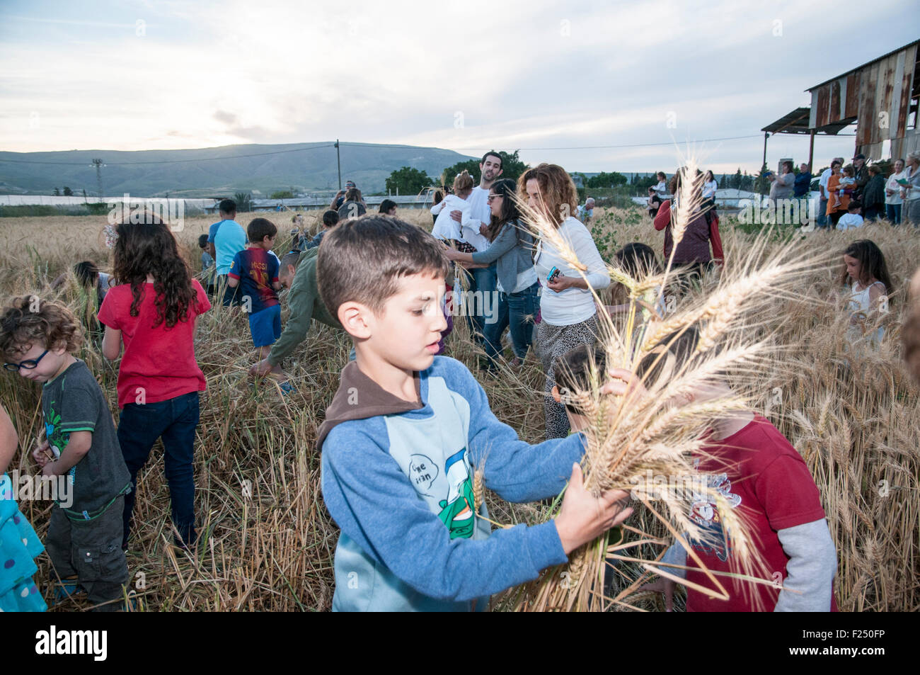 Children and families harvest a wheat field celebrating spring harvest. Photographed at Kibbutz Ashdot Yaacov, Israel Stock Photo