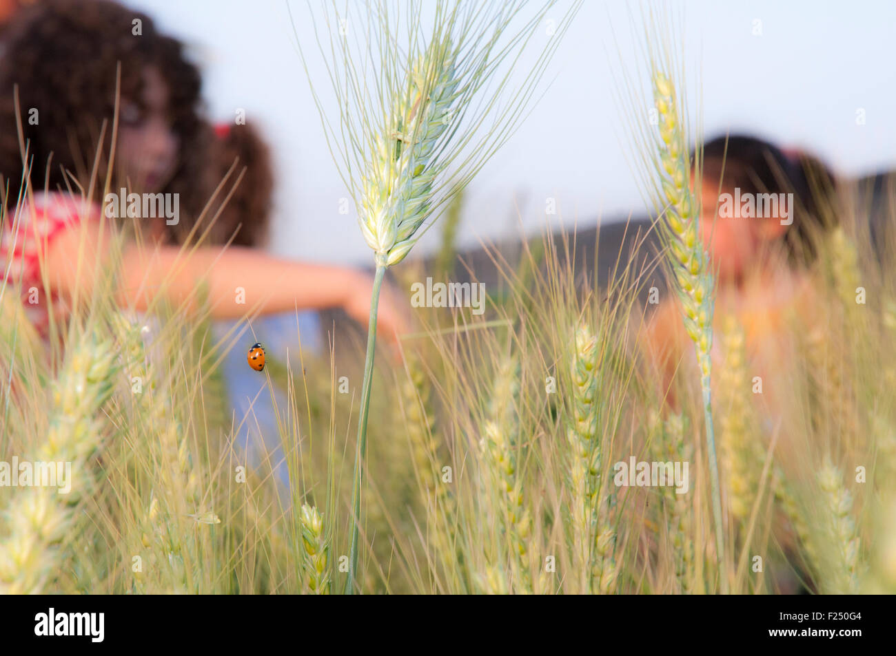 Children in a wheat field celebrating spring harvest. Photographed at Kibbutz Ashdot Yaacov, Israel Stock Photo