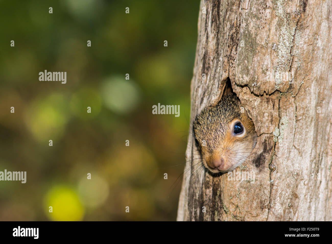 Baby gray squirrel nest hi-res stock photography and images - Alamy