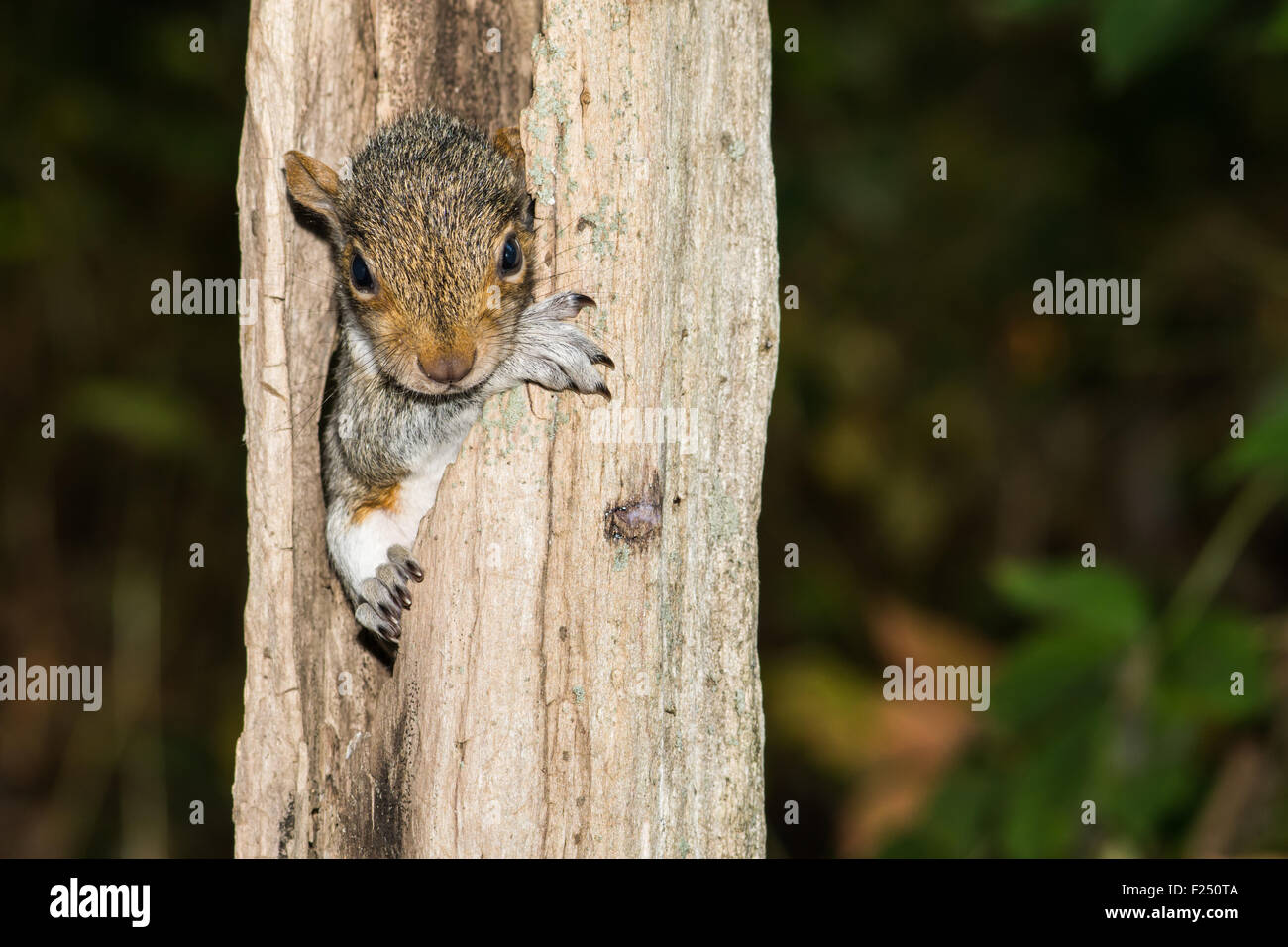 Grey squirrel young hires stock photography and images Alamy