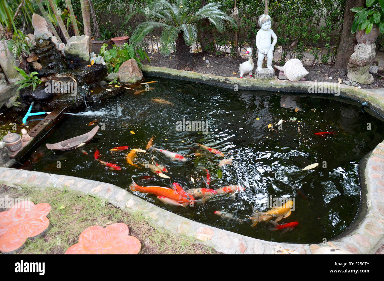 Fancy Carp Or Koi Fish In The Pond Stock Photo Alamy