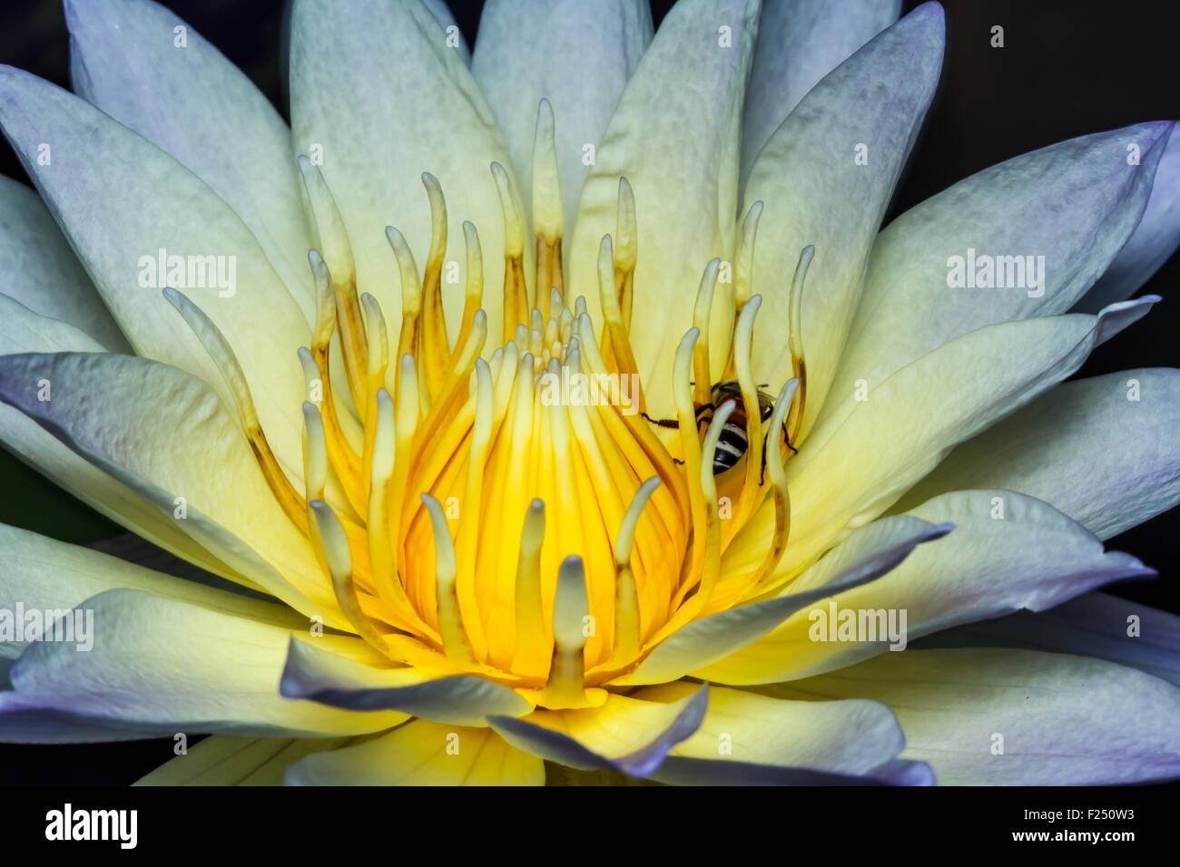 Bee on water lily close up Stock Photo - Alamy