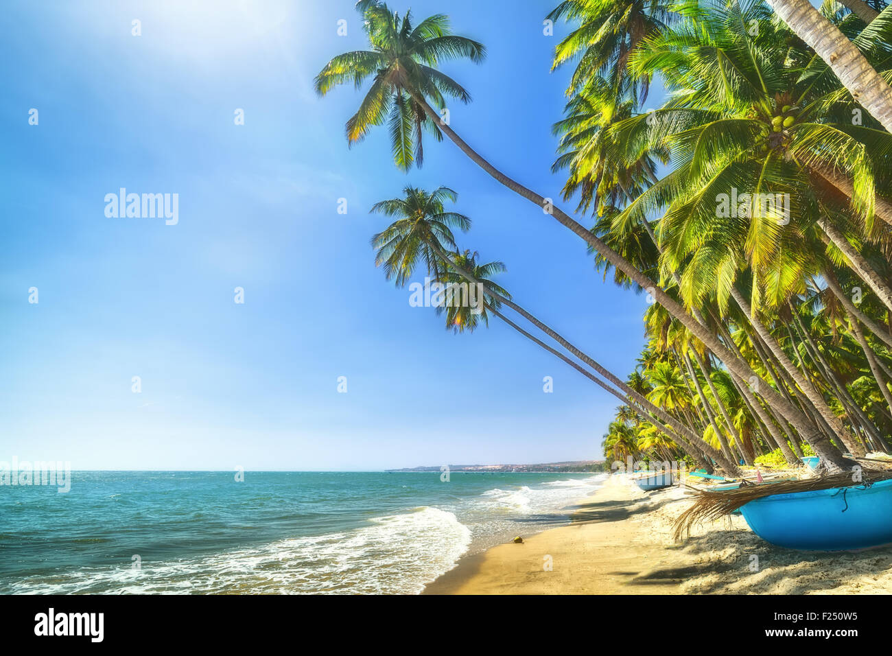 Beachside coconut sunny summer day in Binh Thuan Stock Photo
