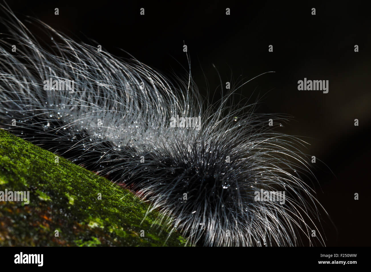 hairy caterpillars close up on tree Stock Photo Alamy