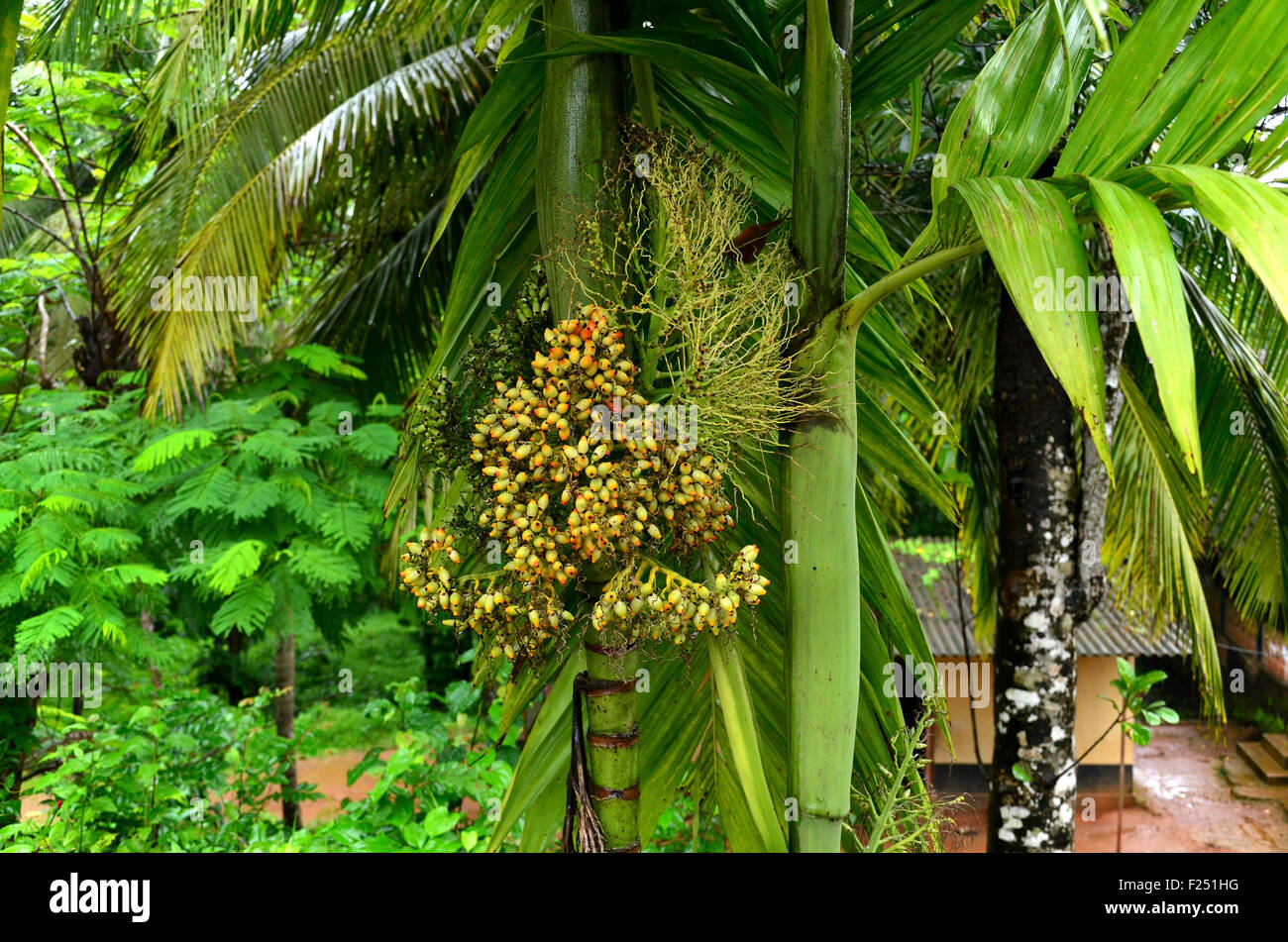 Hotkinkyjoga oxshash porno yulduzlar Sutli kokrak bilan lezbiyenler hd