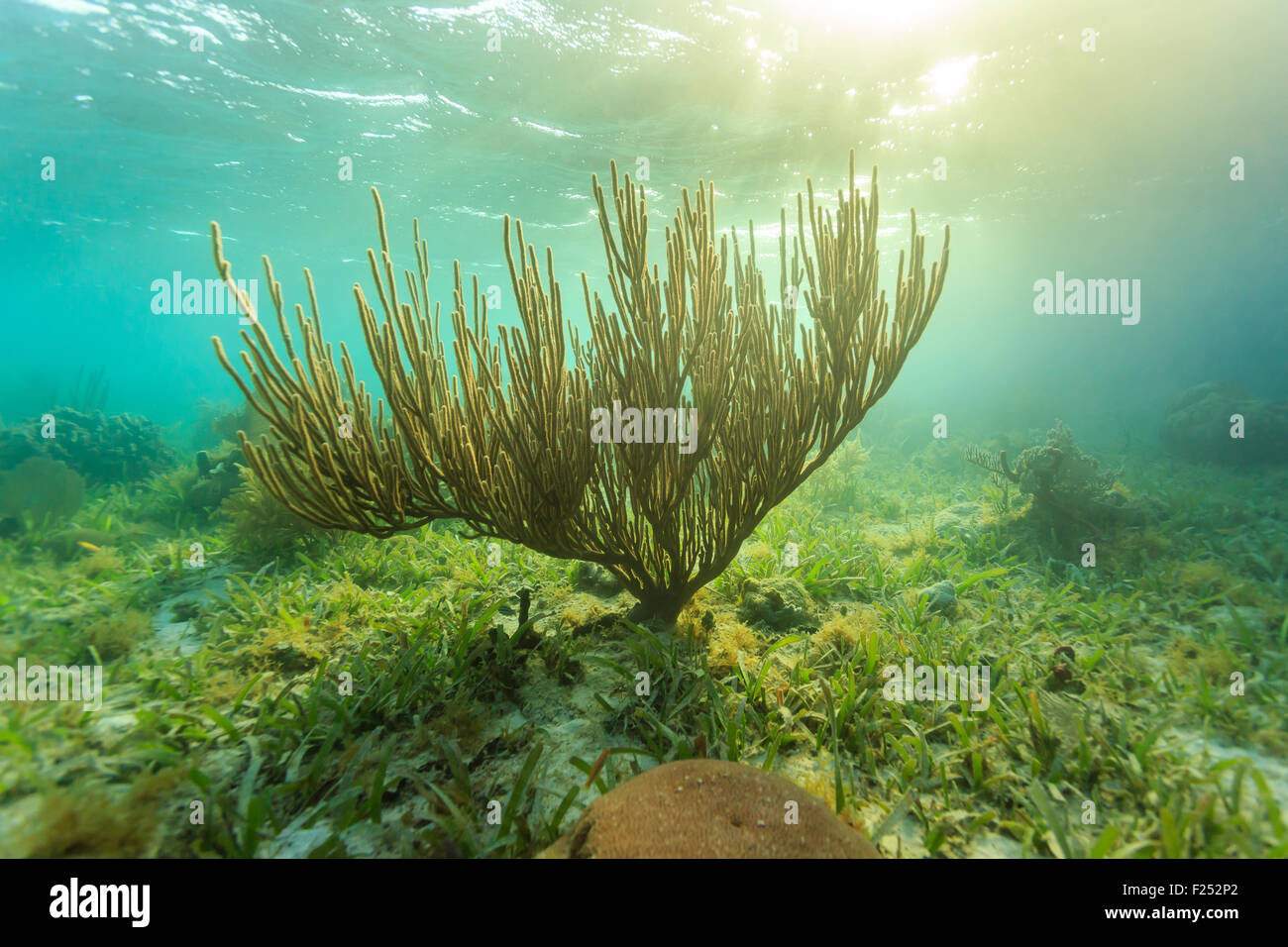 sunset underwater on coral reef Stock Photo