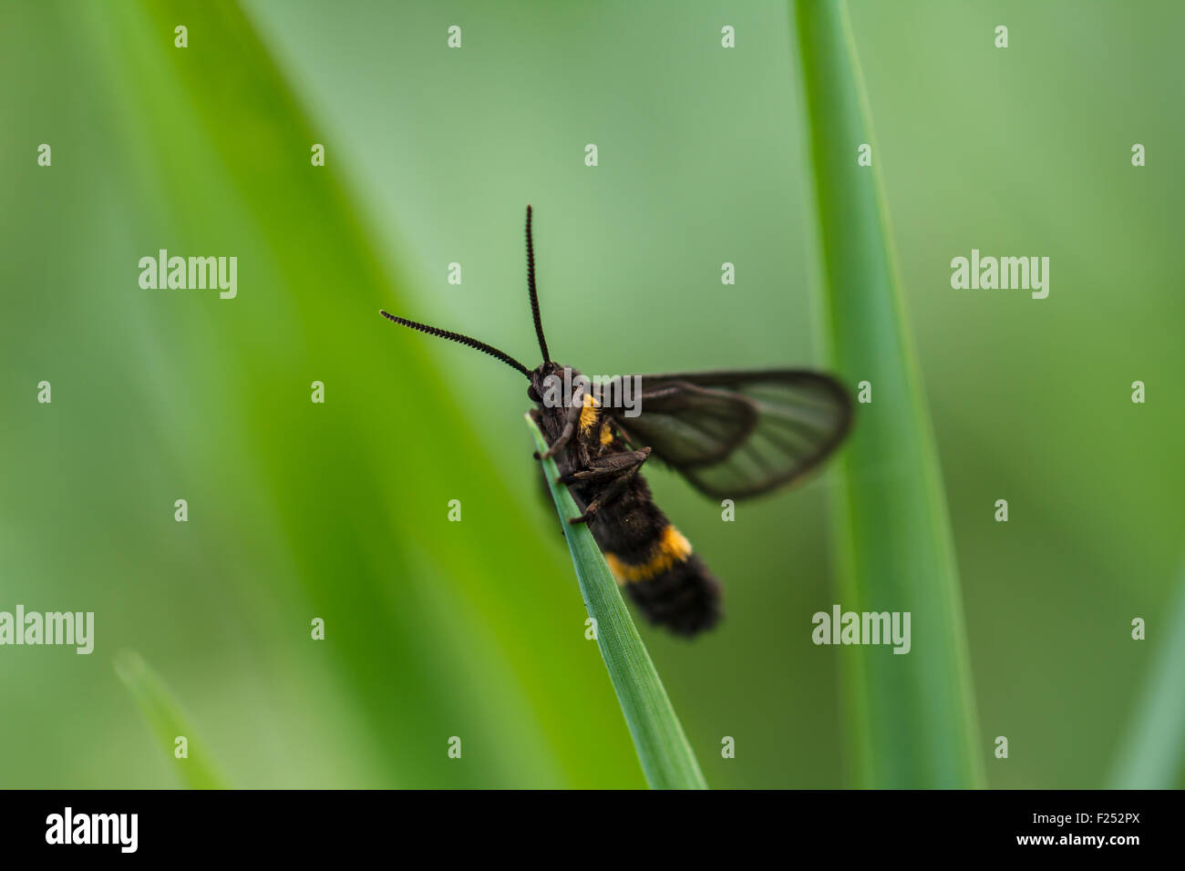 insect on green grass Stock Photo