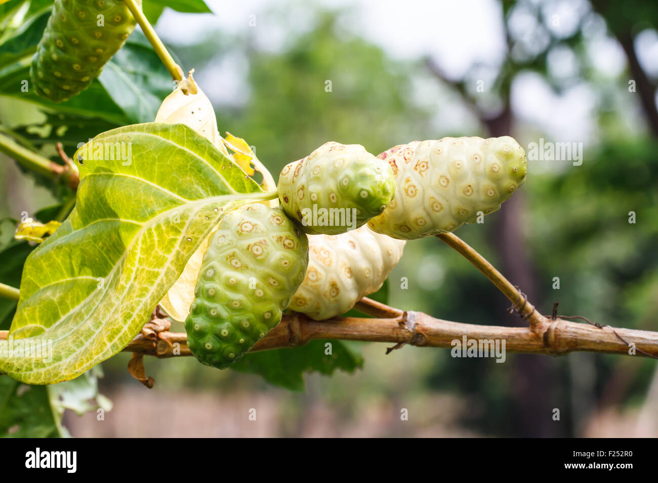 Noni tree hires stock photography and images Alamy