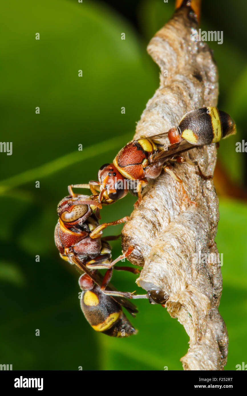 Wasp builds a nest Stock Photo