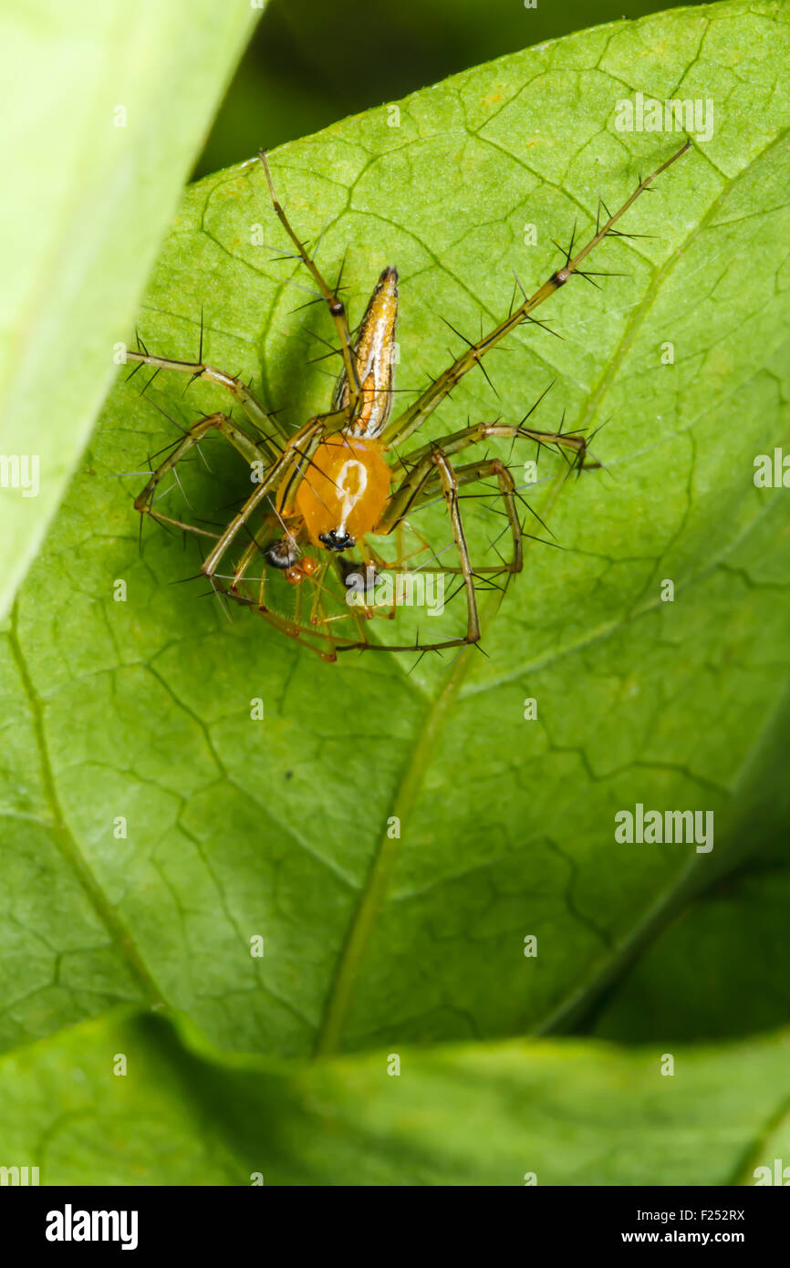 Jumping spider on green leaf close up Stock Photo - Alamy