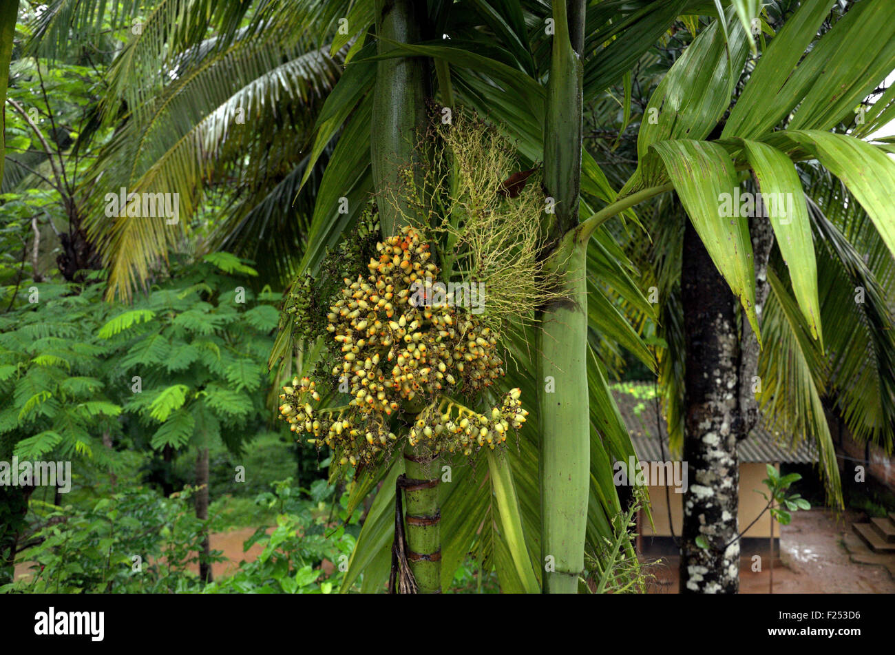 Areca Nut (Supari) palm with bunch of areca nuts Stock Photo
