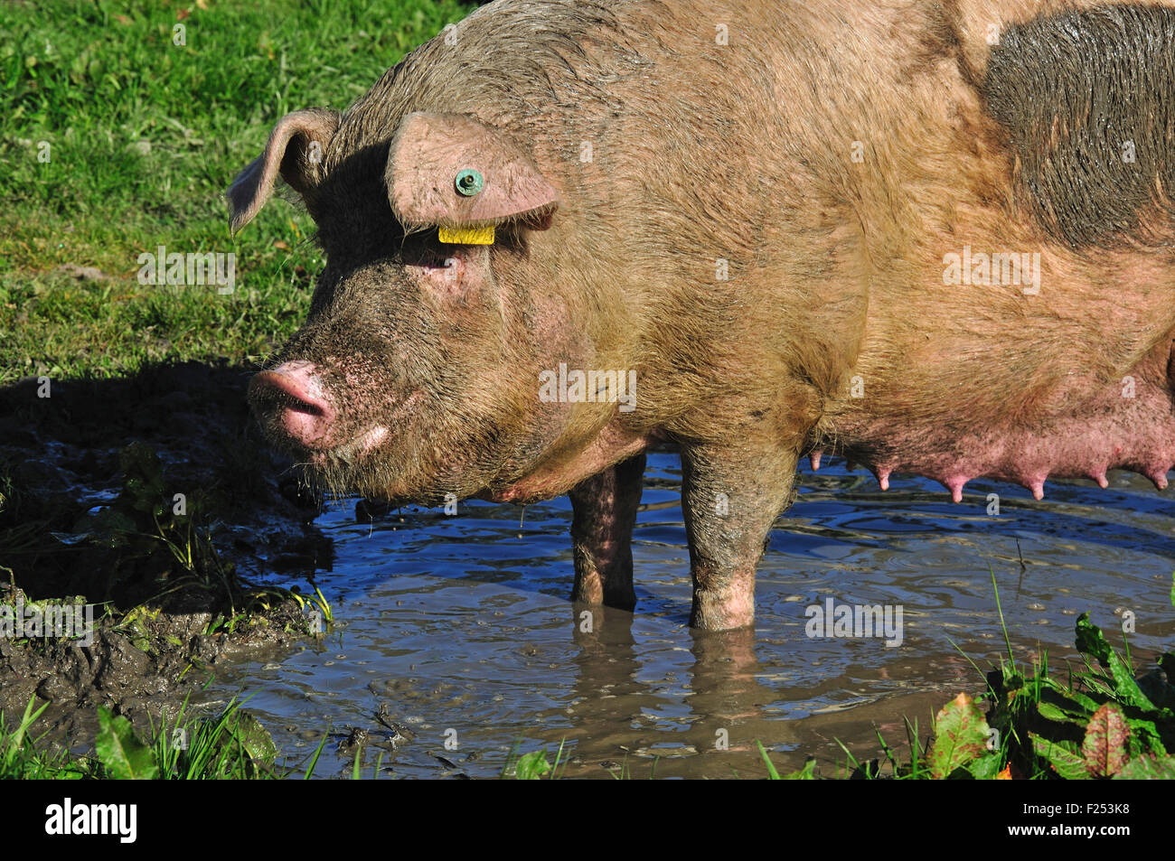 Domestic sow wallowing in a mud puddle, Westland, New Zealand Stock Photo