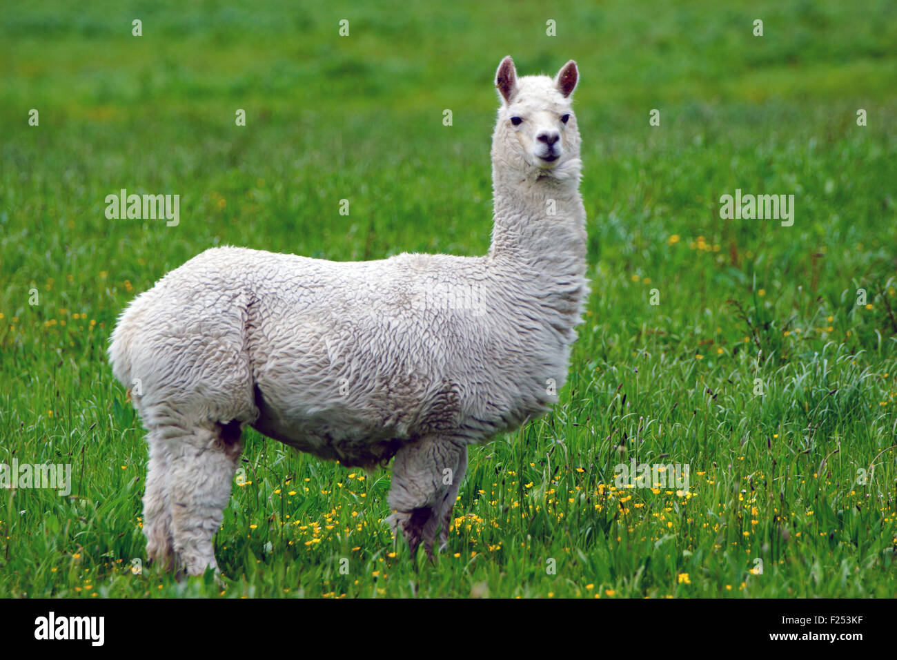 White alpaca, Vicugna pacos, in farm paddock, Westland, New Zealand Stock Photo