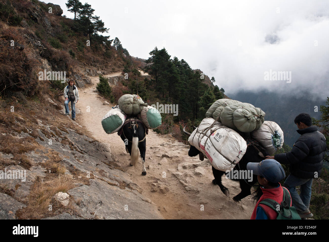 Nepali porters carrying goods with zopkio yaks near Namche Bazaar in Sagarmatha National Park Khumbu region Nepal Stock Photo