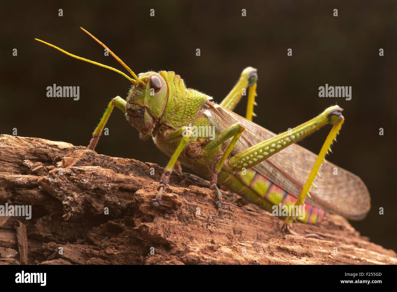 Giant grasshopper on the trunk of a tree. Stock Photo