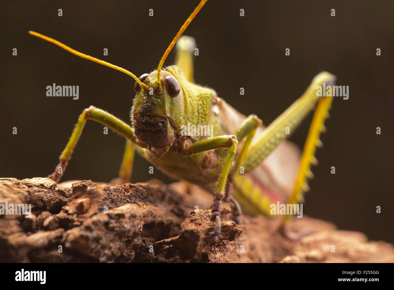Giant grasshopper on the trunk of a tree. Stock Photo